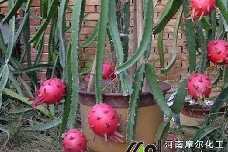 玉米田能用硫酸钾复合肥吗