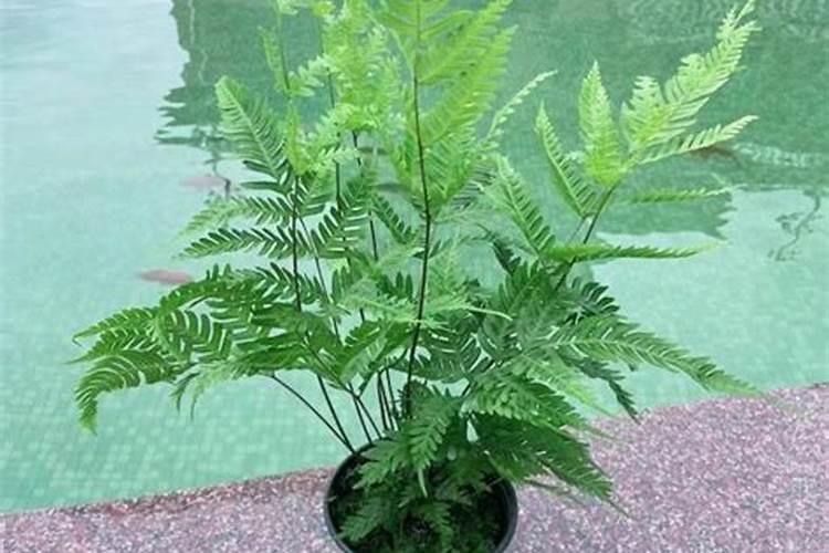 家里 种铁树吉利吗