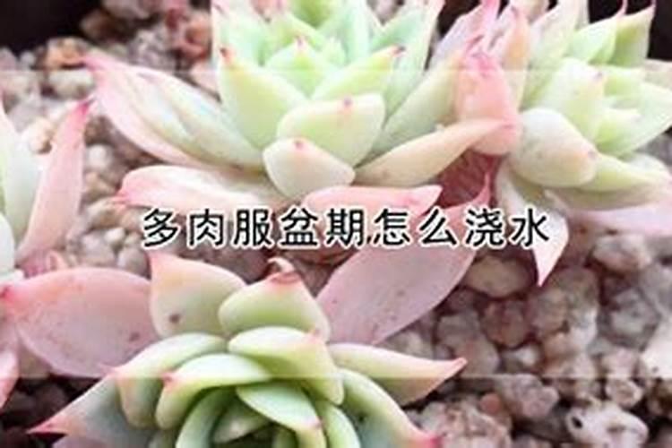 多肉服盆后多久可以施肥(新种的多肉怎么施肥长得好)