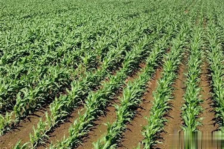 玉米底肥一次性施肥 氮磷钾 各用多少？