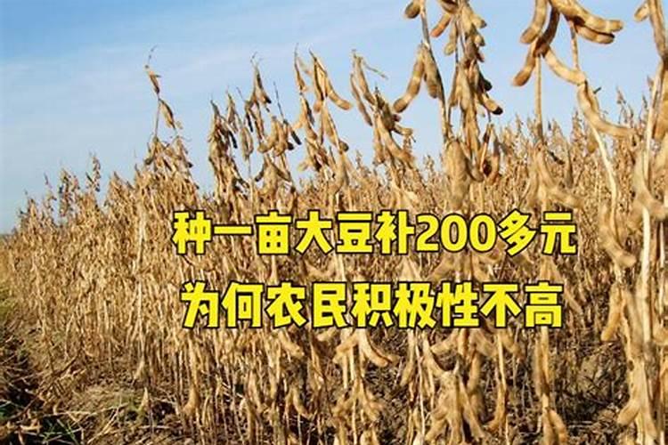 一亩地玉米究竟要施多少化肥