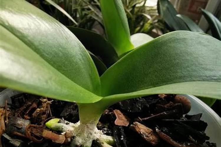 正在开花的蝴蝶兰需要施肥吗 蝴蝶兰怎么施肥