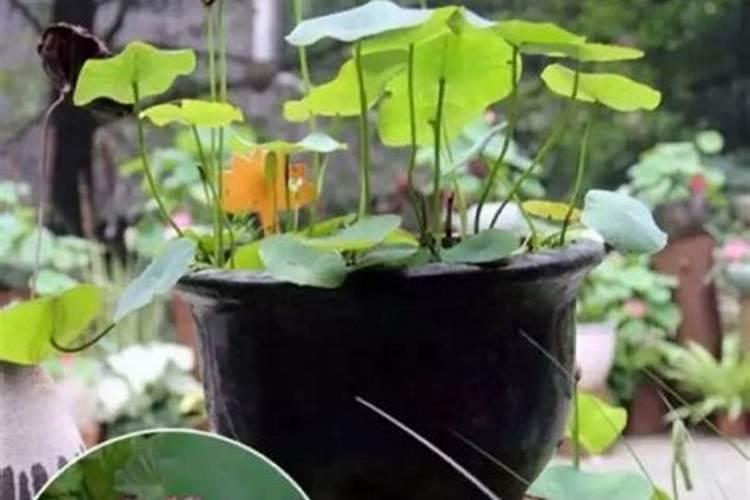 碗莲追肥用什么肥料好