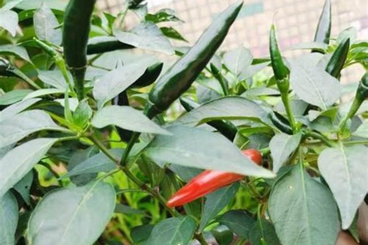 辣椒开花时施什么肥最好