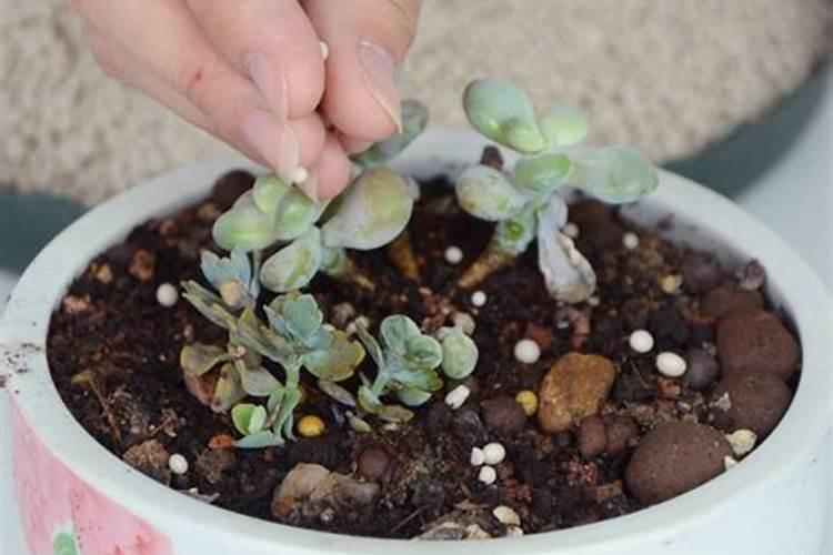 多肉植物用什么肥料比较好