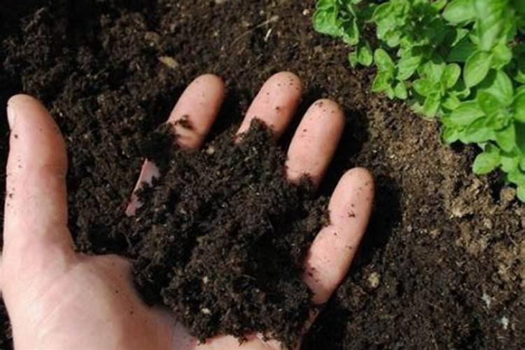 火龙果种植要施什么肥料