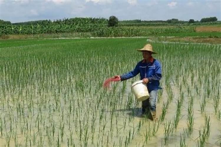 中油24油桃可以种植吗