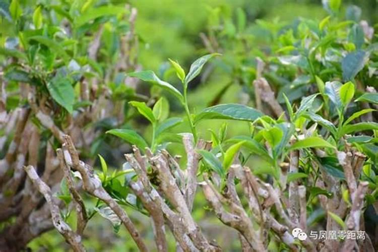 茶叶修剪后喷药的目的