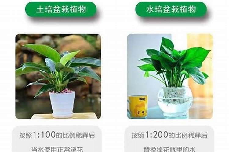 绿萝营养液和富贵竹可以用一样的吗