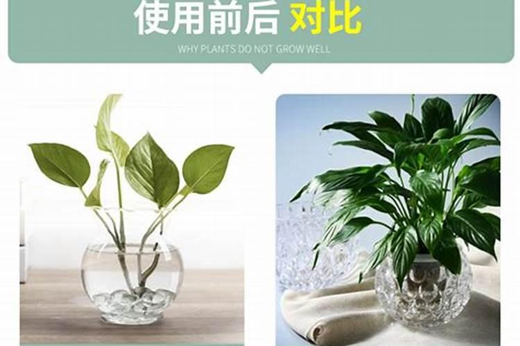 富贵竹和什么植物搭养