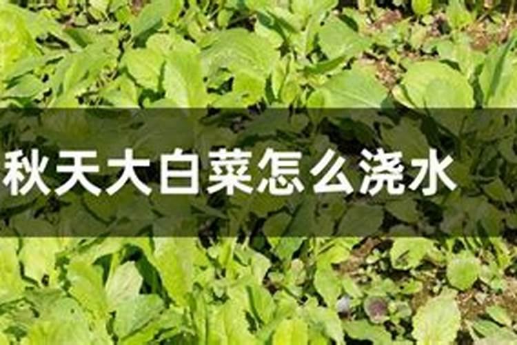 水溶肥冲施肥怎样用