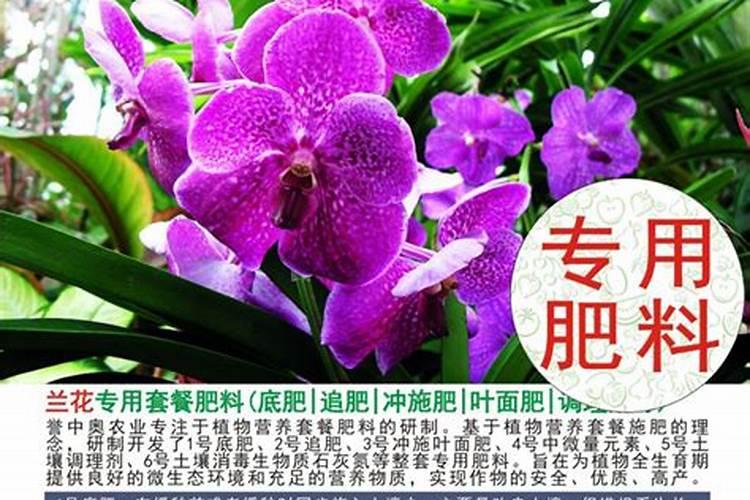 兰灵王兰花肥怎么用