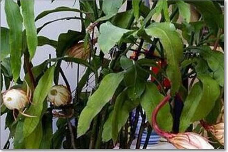 昙花施什么肥最好