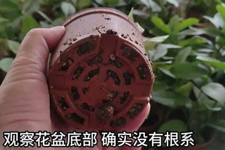 柠檬树叶子发黄怎么办才好