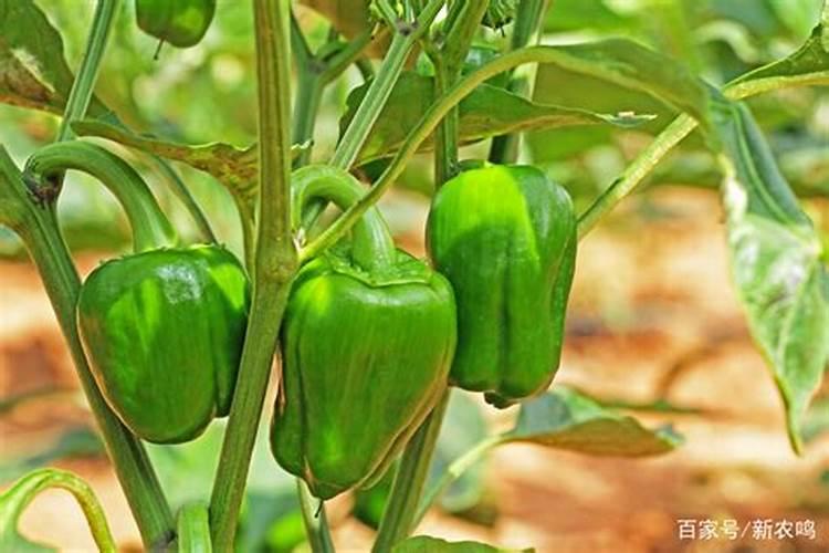 草莓施肥用什么肥草莓施肥时间方法