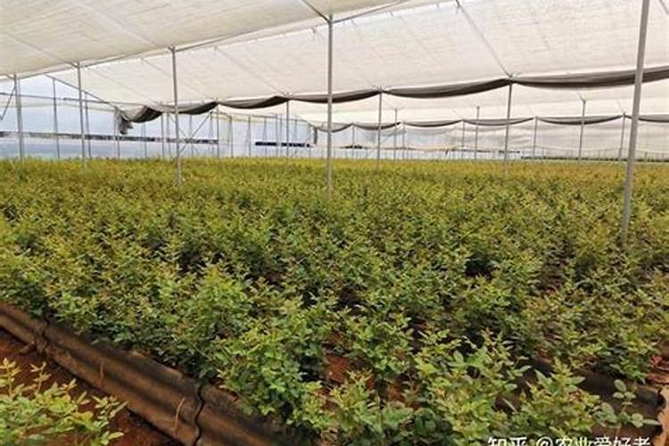 怎么区分氮,磷,钾三种肥料
