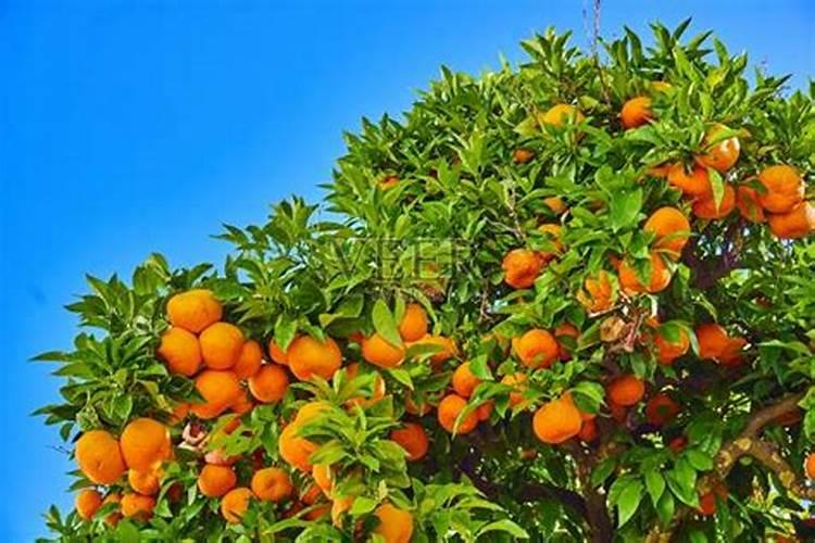 柑橘开花时期适合用啥肥料