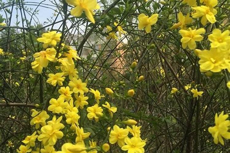迎春花为什么只长叶子不开花