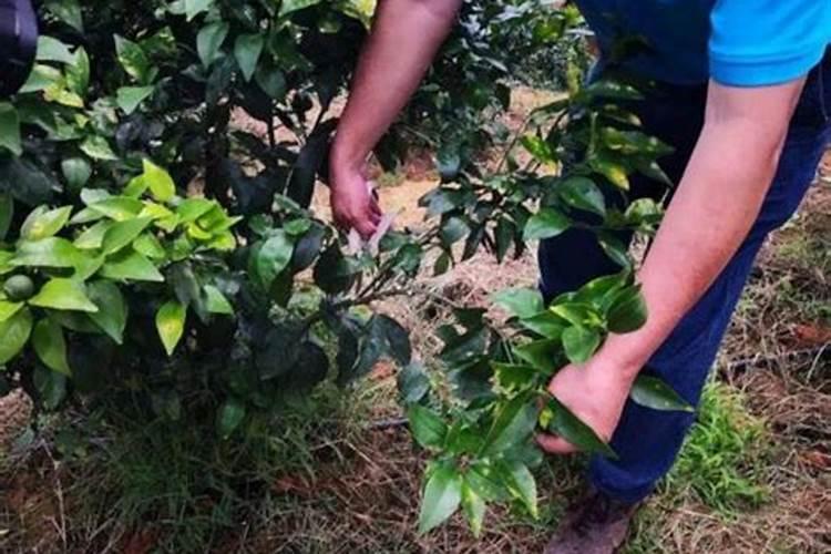 柑橘苗叶面肥施药方法