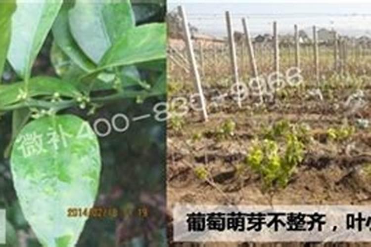 镁在葡萄树上的作用(镁肥在葡萄上什么时候用)