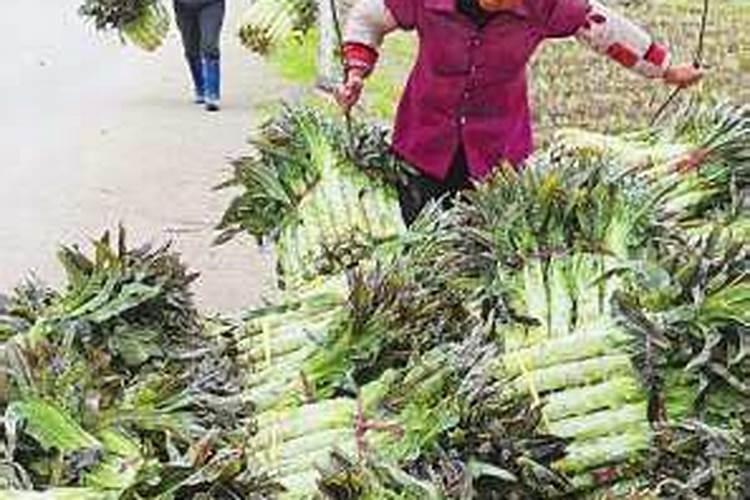 莴笋追肥是尿素好还是复合肥好 莴苣追肥有什么技巧