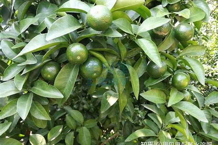 沃柑树施肥太多导致烧根,该怎么补救？