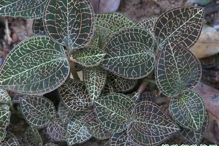 金线莲怎么施肥 用什么肥料好