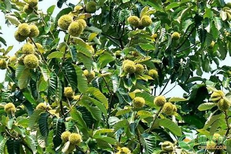 我想给栗子树施肥,该用什么肥料？