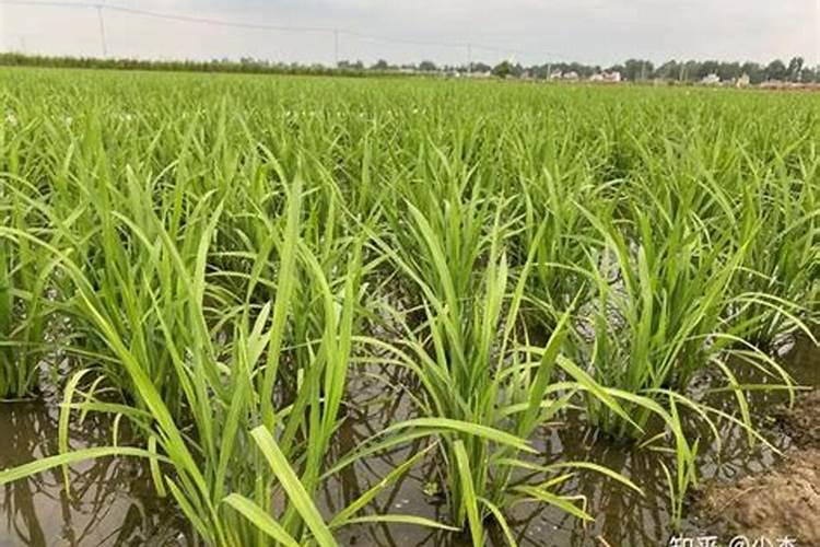 盆栽柠檬入夏后如何养护果实产量高