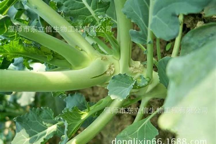 硼肥对植物的生长会产生什么样的作用效果？