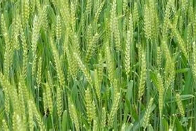 小麦追肥用什么肥料好