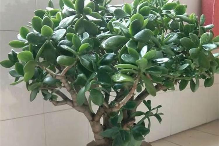 玉树开花意味着什么？