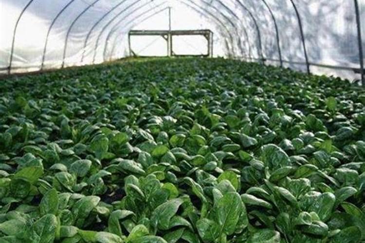 菠菜怎么施肥长得快(种植菠菜需要什么肥料)