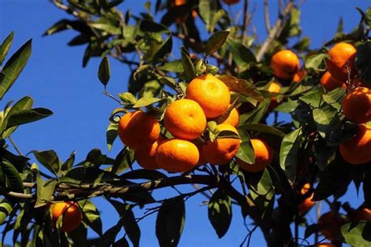 果树花期补硼、花后补钙,补错了果子当然长不好