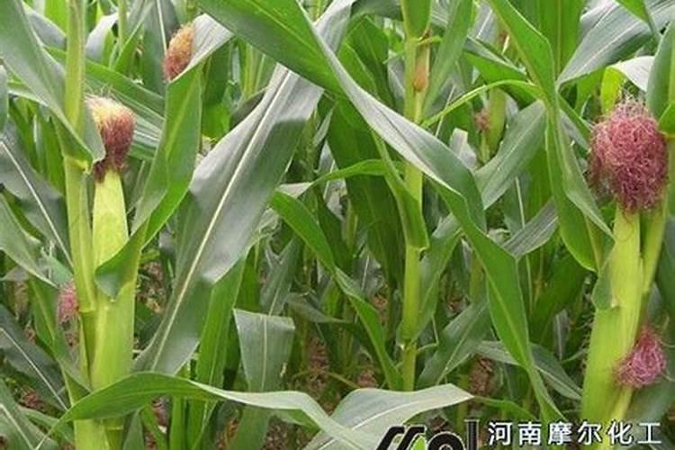 玉米抽穗时间可以追尿素肥吗
