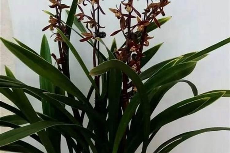 兰花水肥一体化用什么肥料好