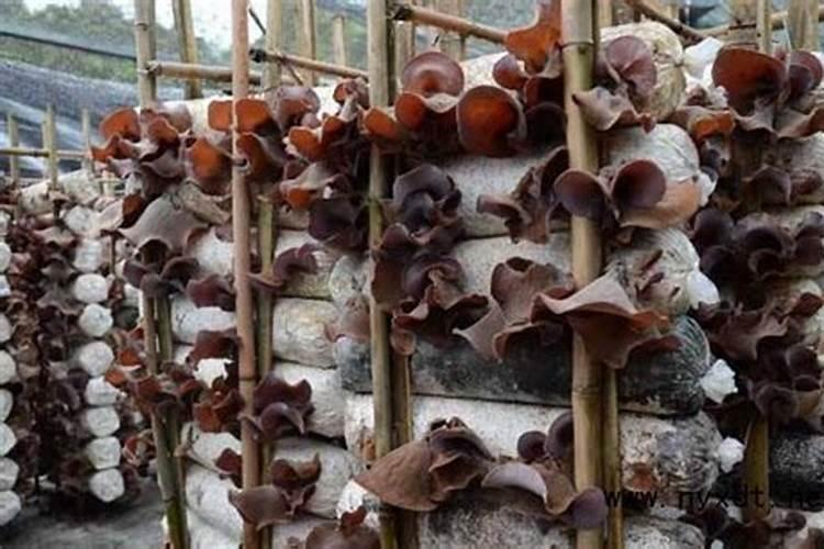 什么季节可以种植菌菇