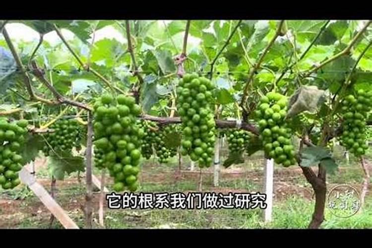 葡萄施钾效果好
