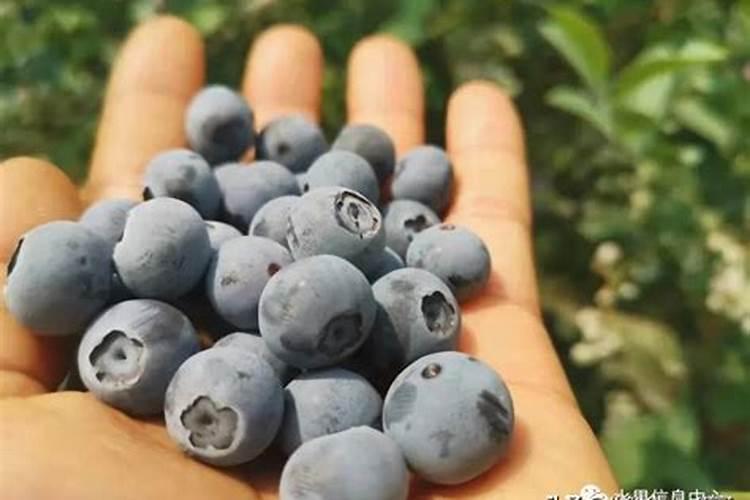 刚移栽的蓝莓应如何管理