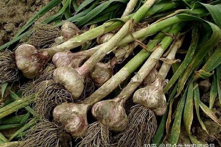 大蒜用什么肥料追肥好