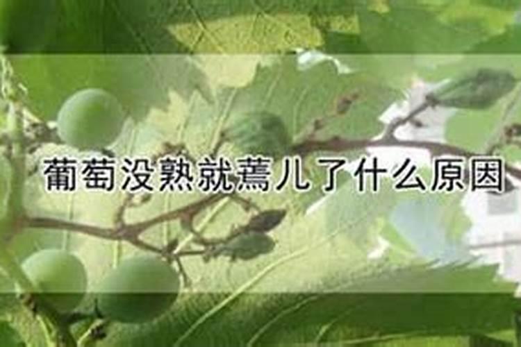 请问各位专冢我的红提葡萄颗怎么不大是什么原因