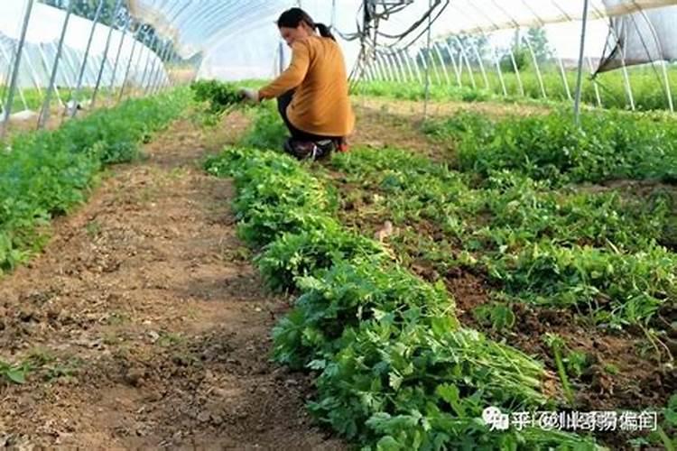 生物钾肥什么时候施用,如何施用
