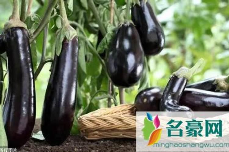 茄子施什么肥长得最好
