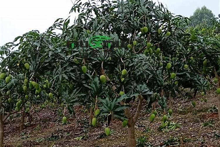 芒果开花结果期种植管理如何做？芒果开花坐果期用什么肥料好