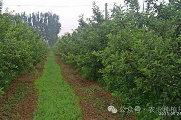 苹果几月份打硼好