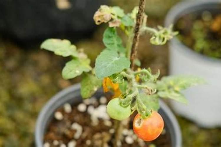 苹果花露红打什么药最好