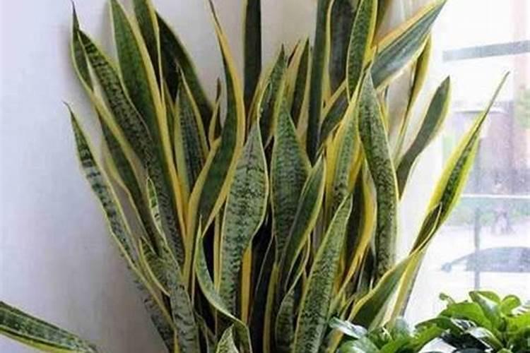 方向盘上一个v是什么车