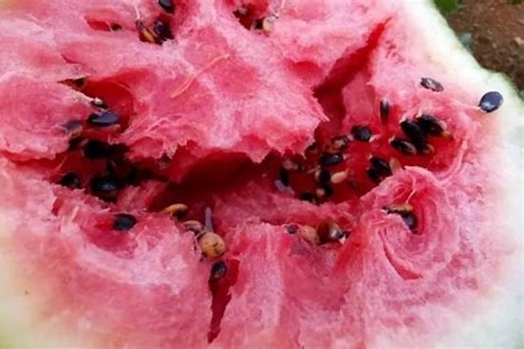 栀子花施什么肥好,栀子花的施肥方法以及注意事项