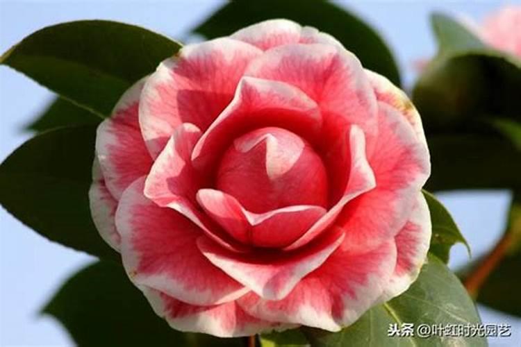 茶花的施肥方法是什么？