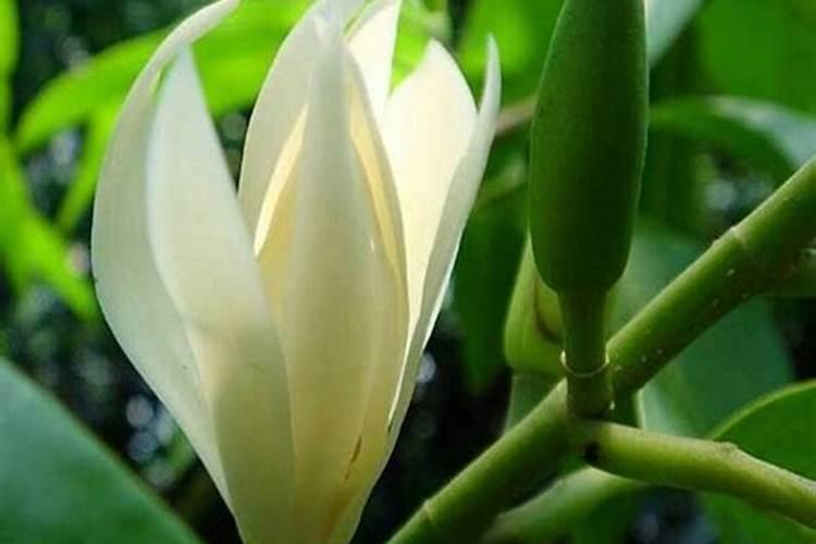 白兰花新叶报不出,报了也发黑发枯,之前施过肥,求大神指点